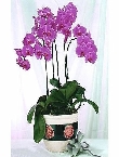 春暖花开