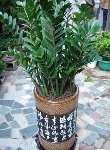 金钱树